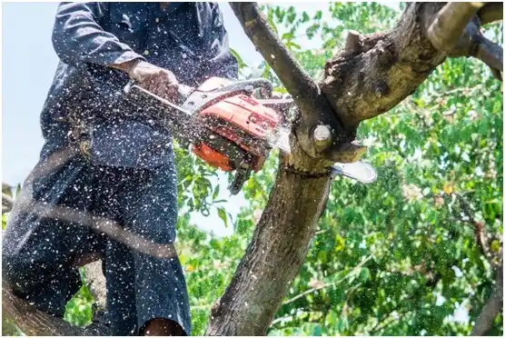 tree services Vonore